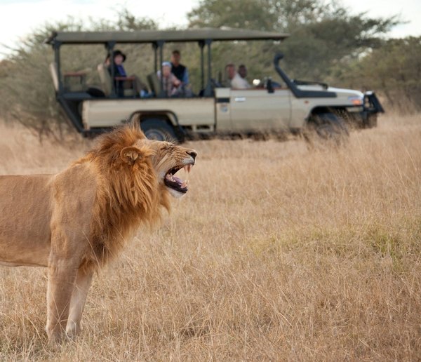 Le meilleur safari afrique : votre aventure inoubliable vous attend